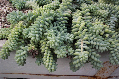 sedum burido